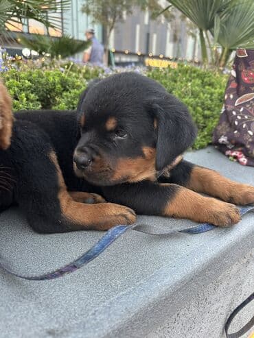 it cutlesdirmek: Rotveyler, 1 ay, Erkek — 14