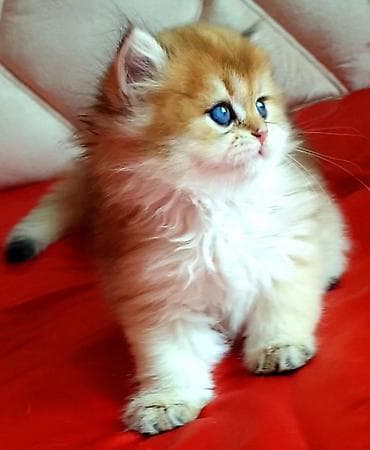 pişik sudu: Erkək, Ünvandan götürmə — 4