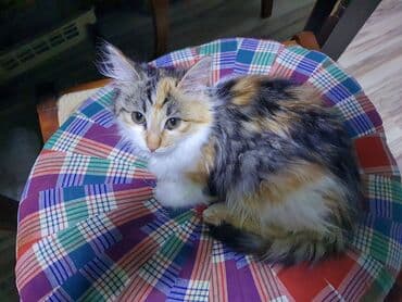 Pişiklər: Norveç, Yaxşı əllərə, Ünvandan götürmə — 3