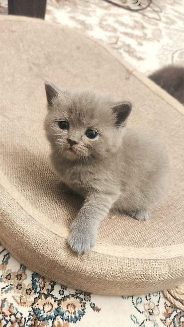 Cins: Uzun tüklü balaca pişik (zəncəfil rəng) Rəng: İsti