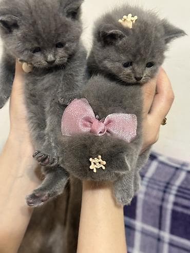 heyvan per page 40: Şotland — 3