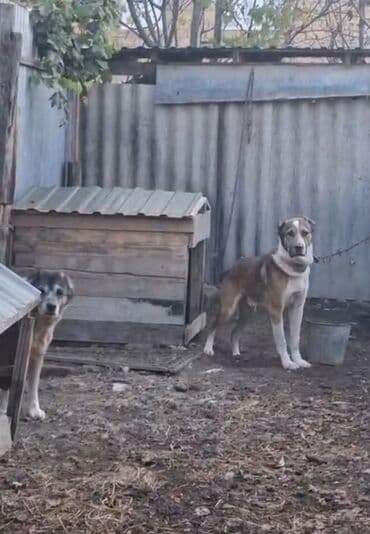 Nissan: С прививками — 4