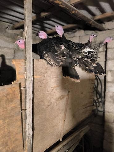 heyvan satilir: Salam.Unvan Bine qesebesi.diri cekiyle satilir.amerikan bronz — 3