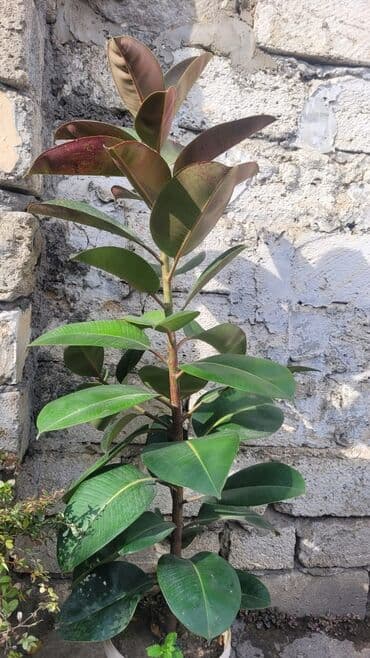 фикус дельтовидный: Комнатные растения — 2