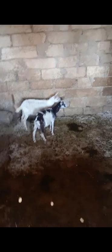 keçi heleb: Cütü 180 manata Çəpişlər satılır cütü 180 manata real alıcıya endirim — 1