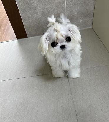 sani kecileri satisi: Şpitz — 4