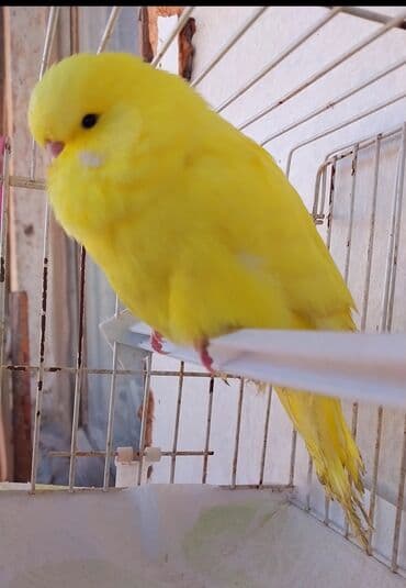 Changan: Sari bala Tam saglam teze yeme dushub 1 ayliqdi — 1