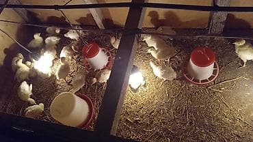 Quşlar: Salam tam mayali yumurtalar bizde isdeyen buyra biler catdirilma var — 8