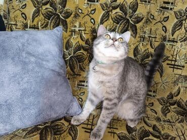 1 azn pişik: Şotland, Erkək, Dişi, Yaxşı əllərə, Pulsuz çatdırılma, Ödənişli çatdırılma — 21