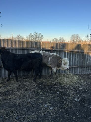 Atlar: Satılır 2 baş super dana — 2