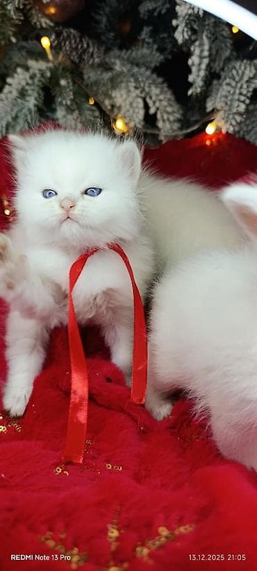 Şotland, Yaxşı əllərə — 2