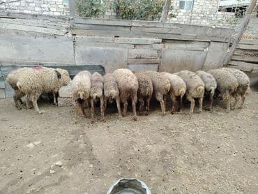 cuce yem qabi: Salam alekum 13 dənədi hamsı erkək di razılaşmaq olaraq diri cəkiləri — 3