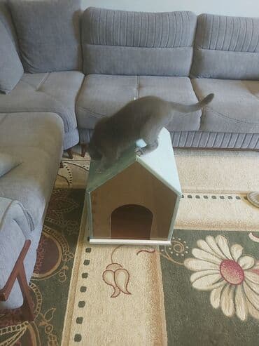 pişik ev: Pişik üçün ev. Akril Laminat 18 lik. Ölçüləri : Hündürlük 70 sm. Eni — 7