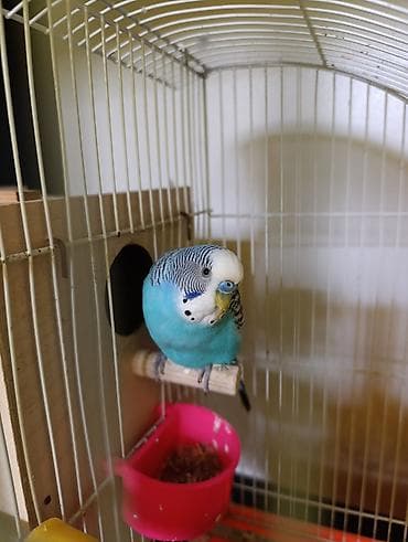 xamyak qefes: 2 ədəd məhəbbət quşları satılır bir fərə bir xoruz qəfəs və yumurta — 1