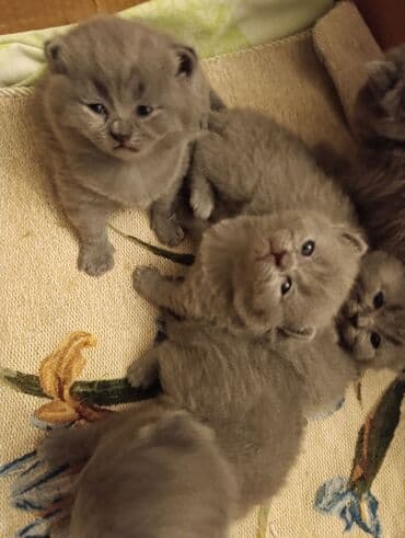 Çəngəllər: Boz rəngli, tüklü balaca pişik balaları - Növ: ev pişiyi (qısa tüklü — 6