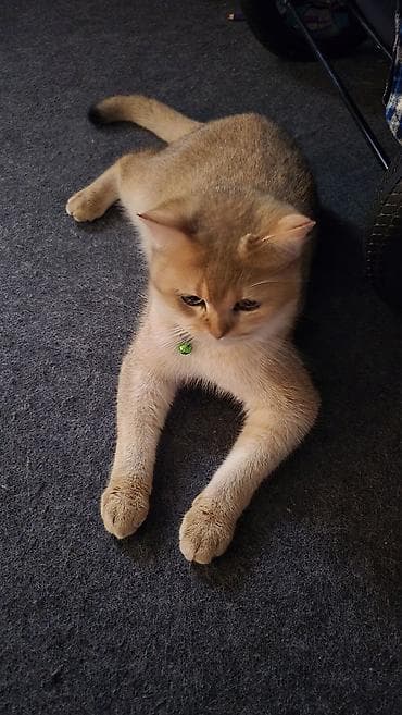 pisiylər: Qızıl şinşilla, Erkək, Yaxşı əllərə, Ünvandan götürmə, Ödənişli çatdırılma — 7