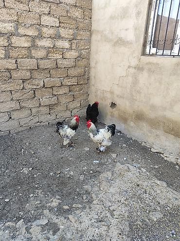 Heyvanlar: Toyuq, Brama, Damazlıq — 1