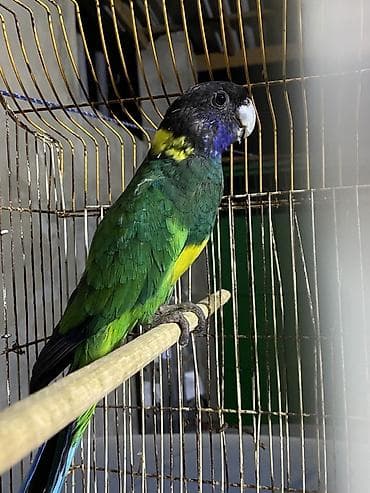 bulbul quşu satışı: Salam tutu quşu satılır saxlıya bilmediyim ucun işimden elaqeder baxa — 3