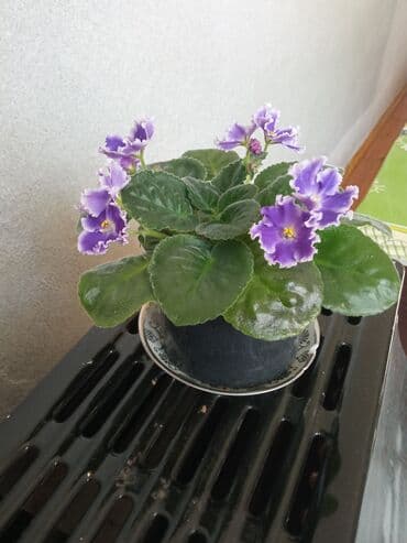 dibcək gulləri ev gulleri ve adlari: Bənövşə (Afrika bənövşəsi) – bənövşəyi çiçəkli, xırda dalğalı ləçəklər — 1