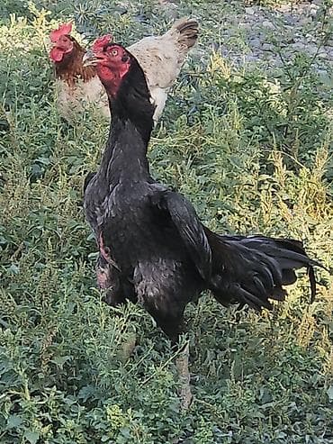 Xoruz, Heyratı, il: 2 — 2