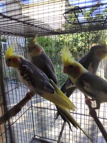 Gəmiricilər: Korella biri 50 Azn Məhsul: Nimfa tutuquşuları (Cockatiel) Təsvir: - — 3