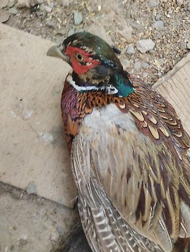 Məhsul: Qırmızı üzlü halqa boyunlu qırqovul (phasianus colchicus) – — 1