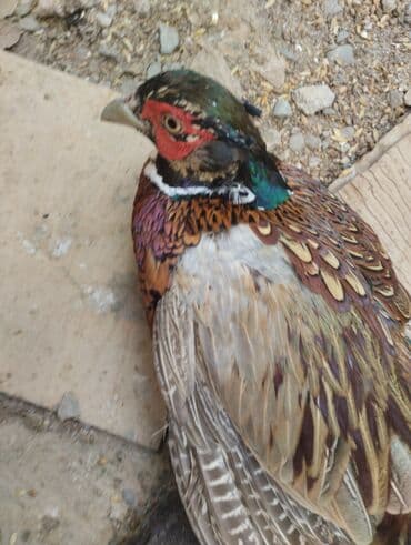 Muncuqlar: Məhsul: Xan kəklik və qırqovul quşları (dekorativ və damazlıq — 4