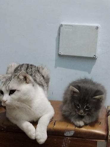 Pişiklər: Boz tüklü, uzun tüklü balaca pişik balası. Gözləri iri, baxışları — 2