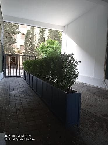 dibçek gulleri: Dibçək güldanlar. Dipçəklər bir başa sexdən.Sex qiymətinə. ♦️Endrim — 3