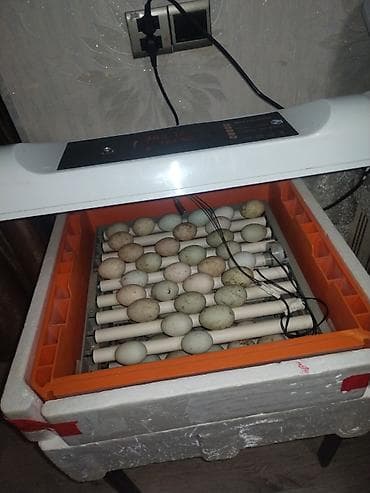 Soyuducu avadanlığı: Mini İnkubator – avtomatik yumurta çıxardıcı - Model üzərində “Mini — 1