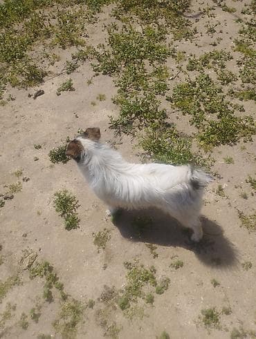 itlerin davasi: Pudel, 1 il, Erkek, Cütləşmə üçün, Ödənişli çatdırılma — 1