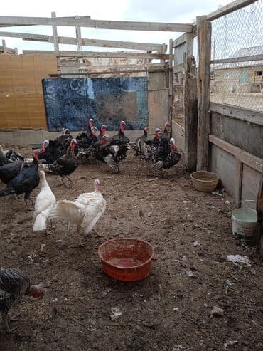 Hinduşka sürüsü satılır diri çəkisi 7 10 kq arası. Xoruz