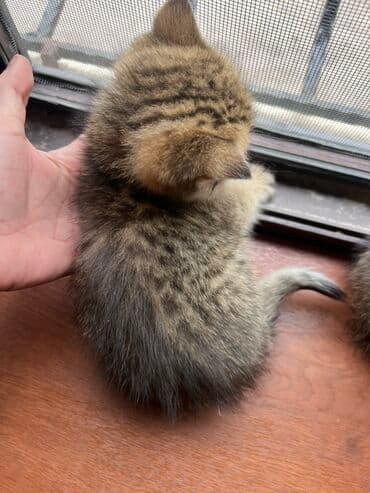 pişik üçün yuva: Britan, Dişi, Ünvandan götürmə — 2