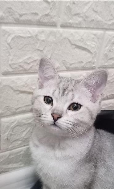 pisiy: Gümüş rəngli, zolaqlı, qısa tüklü balaca pişik. Yumşaq, sıx kürkü, iri — 7