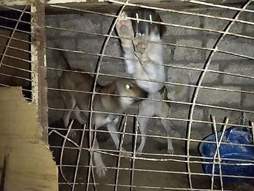 çoban iti: 1 il, Cütləşmə üçün, Ünvandan götürmə — 2