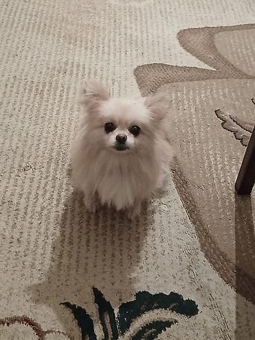 itler pitpul: Şpitz — 3