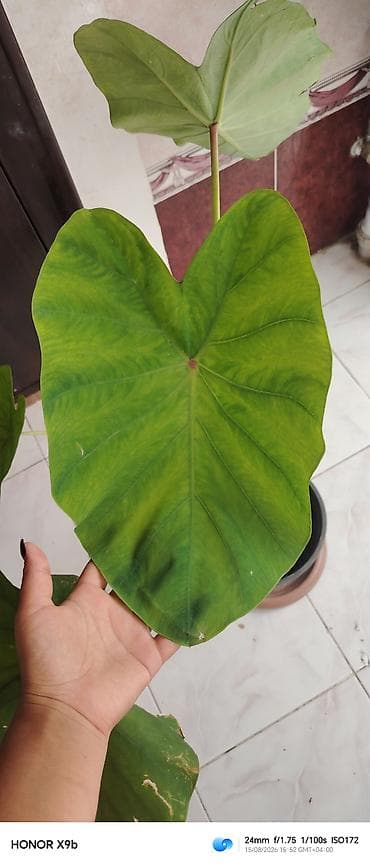 Alokaziya (Elephant Ear) dekorativ otaq bitkisi - Növ — 3