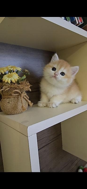 pişik cüt: NY12 ERKƏK real alıcı narahat etsin latok tərbiyəsi var korm yeyir — 1