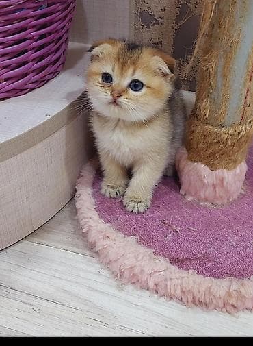 Akvariumlar: Şotland yastı qulaq — 8