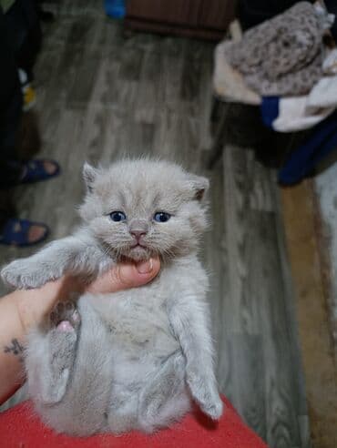 pisi: Şotland, Erkək, Ödənişli çatdırılma — 4