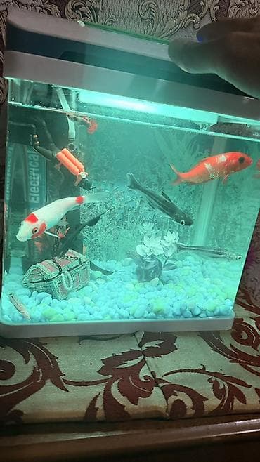 qızıl balıqlar: Akvaryum dəsti – kompak tək parça şüşə akvarium və aksesuarlarla — 3