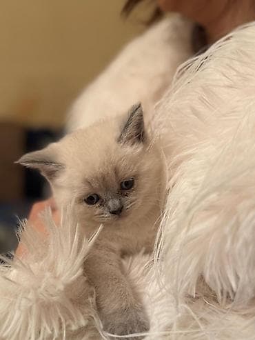 İtlər: Şotland yastı qulaq — 2