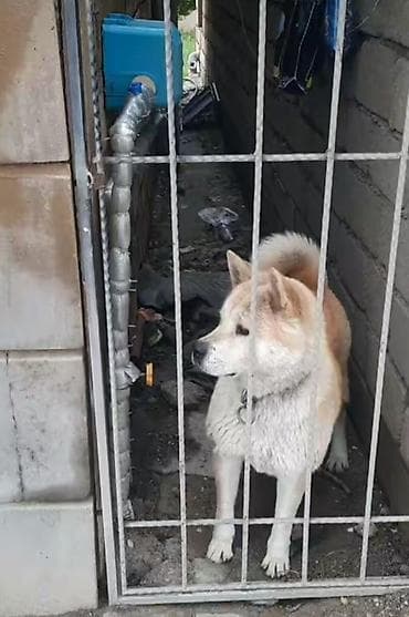 it satiwi: Akita-inu — 1