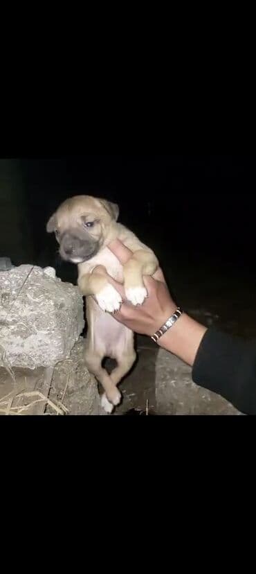 it xaltalari satisi: Sevimli pitbull balaları – müxtəlif rənglərdə Təsvir: - Yaş: çox — 3