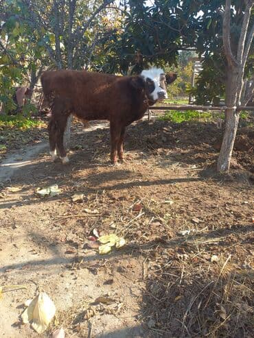 boğaz inək: Erkey .boz şves — 1