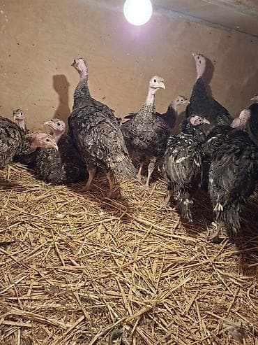 pitbull balasi satilir: Salam Təmiz qan Amerkan Bronz cinsli suretli böyüyən çox yumurtayan ev — 8