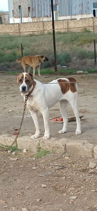 it davası 2020: Qurdbasar, 1 il, Dişi, Peyvəndli, Ödənişli çatdırılma — 22