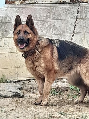 Alman çoban iti, 1 il, Dişi, Peyvəndli, Ödənişli çatdırılma