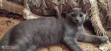 pişik latoku: Britan, Erkək — 5