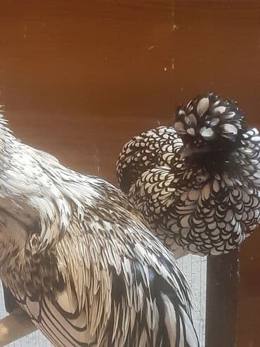 Inəklər, öküzlər: Toyuq, Damazlıq — 5